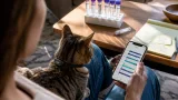 Daily closeness, not years together, ties cats and owners in shared hormonal signals