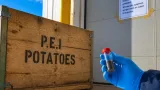 U.S. tightens rules on P.E.I. potato imports after wart fungus found