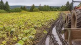Unpredictable weather dents pumpkin harvest across Newfoundland and Labrador