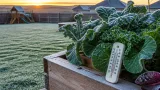 When Airdrie should expect first frost this fall, according to Old Farmer’s Almanac