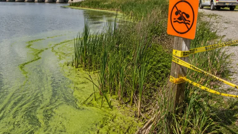 Guelph Lake users warned after suspected blue-green algae spotted near dam