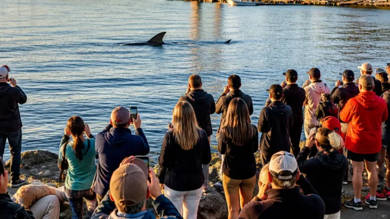 Halifax residents gather as rare basking shark visits Bedford Basin