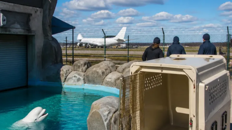 Niagara Falls beluga moved from Marineland dies as other marine mammals head to Spain