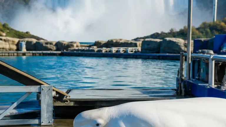 Rescued Marineland beluga dies in California as investigations continue