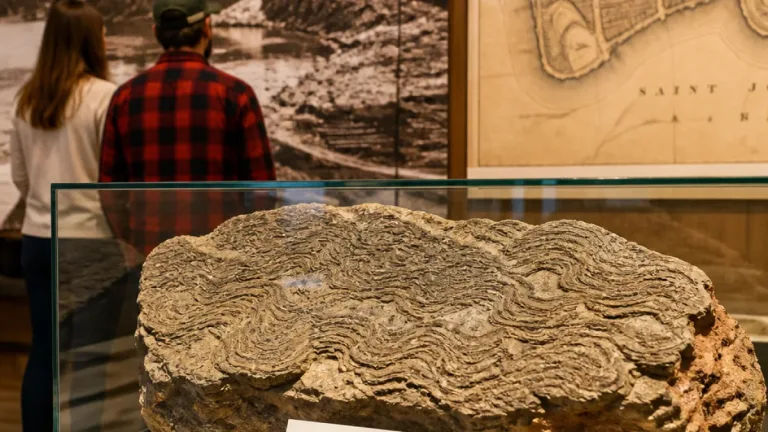Saint John man’s 19th-century discovery reveals Atlantic Canada’s oldest fossils