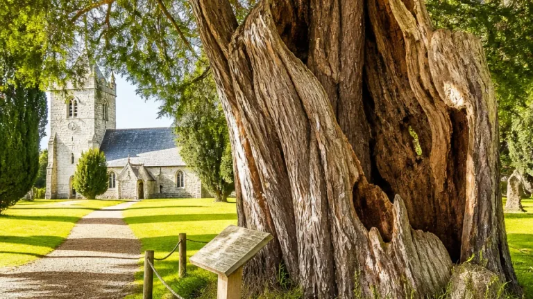 Surrey’s ancient Crowhurst Yew, once shot by a cannon, shortlisted for national tree prize