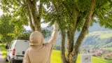 Asiatische Hornisse breitet sich im Kanton Schwyz weiter aus – zehn Nester entfernt