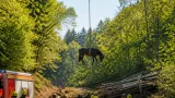 Baar: Pferd durchgebrannt und in ausgetrockneten Lorzenzulauf gestürzt – Helikopter-Bergung