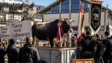 Bulle: Diskussion um Siegermuni beim Schwingen entzweit Tierschützer und Verbände