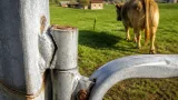 Bulle: Lehre aus deutschem Weidetor-Fall – wer haftet, wenn ein Bulle ausbricht?