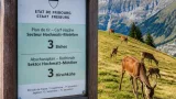 Freiburg erhöht Hirsch-Abschussquote auf 230 Tiere – Bund erlaubt erstmals Regulierungsabschüsse im Jagdbanngebiet