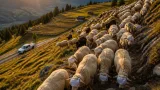 Gämsblindheit auf Steinenalp: Rund 90 Schafe ins Tal gebracht, Herdenschutz als Mitfaktor