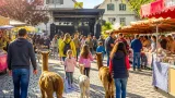 Gerlafingen lädt am 23. August zum Sonntagsmäret mit Alpaka-Spaziergängen und Livemusik