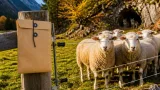 Kanton Glarus beantragt proaktive Regulierung beim Kärpfrudel nach Nachwuchs