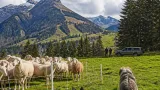 Kanton Schwyz bewilligt Wiederaufnahme von Wolfsabschüssen im Wägital
