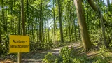 Kanton Solothurn warnt: Trockenheit erhöht Gefahr von Ast- und Kronenbrüchen in Wäldern