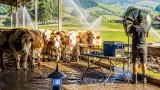 Neue Viruswelle und Hitzestress belasten Schwyzer Milchvieh und Bauern