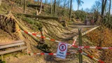 Sturm und Trockenheit legen Tausende Bäume in Riehen und Bettingen lahm – Waldwege gesperrt