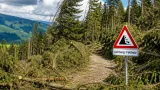 Trockenheit erhöht Gefahr von Astabbrüchen und Fallholz im Ausserrhoder Wald
