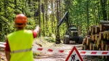 Trockensommer: Sicherheitsfällungen im Hardwald von Muttenz angekündigt