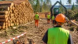 Waldumbau bei Uster: Über 500 Fichten wegen Hitze und Borkenkäfer gefällt