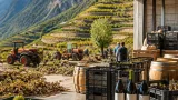 Walliser Weinbau in der Krise: Überproduktion, Konkursfälle und drei Leuchttürme der Qualität