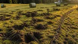 Wildschweine hinterlassen erneut Schäden am Urmiberg – Kanton reagiert mit Regulierung