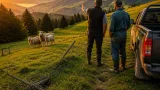 Wolfsrisse in Schwyz verunsichern Bäuerinnen und Bauern — Herdenschutz oft schwierig umzusetzen