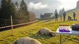 Zwei tote Schafe in Egg: Wildhut geht von Wolfsangriff aus – Herdenschutzalarm ausgelöst