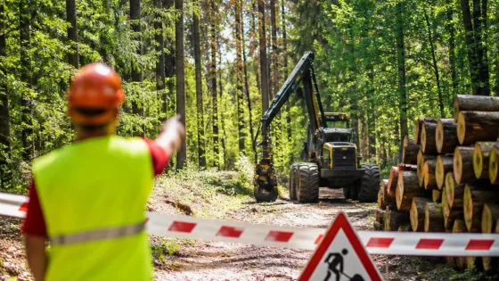 Trockensommer: Sicherheitsfällungen im Hardwald von Muttenz angekündigt