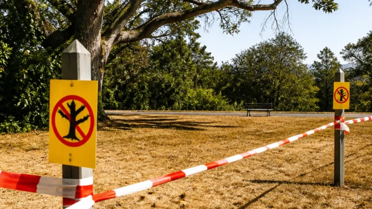Aarau sperrt Teile von Parks: Warnung vor Grünastbrüchen wegen Hitze und Trockenheit