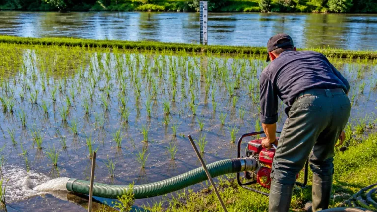 Aare und Limmat sichern Reisfelder im Aargau trotz Trockenheit