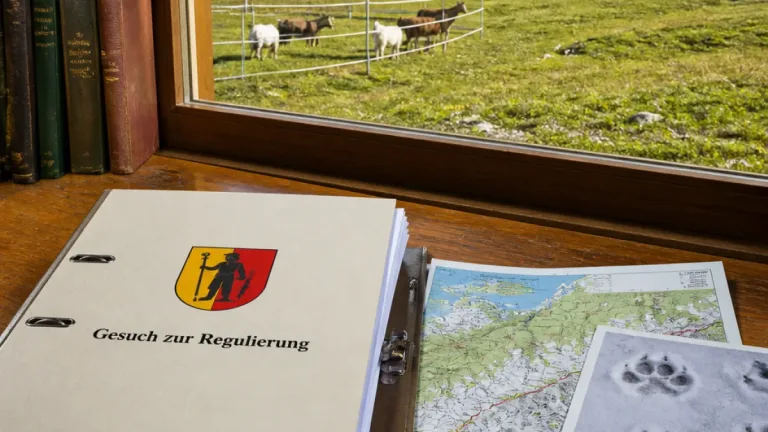 Glarus beantragt Abschuss von zwei Wolfswelpen zur Vermeidung von Schäden