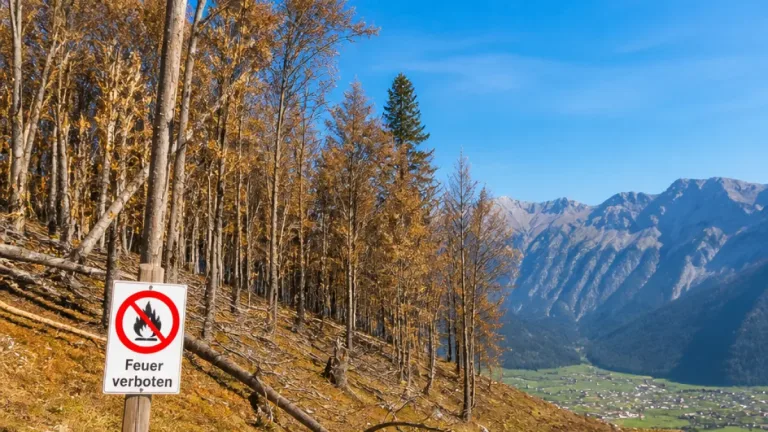 Kanton Glarus: Wald verfärbt sich braun – Waldbrandgefahr bleibt «sehr gross»