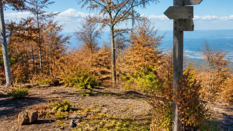 Kantonsförster warnt: Hitze setzt Solothurner Wäldern stark zu
