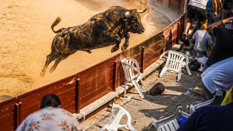 Stier stürmt in Zuschauerränge: Bulle springt über Absperrung in Spanien
