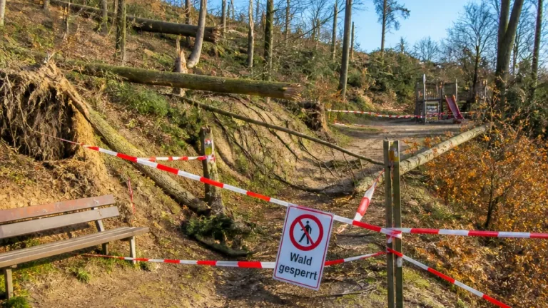 Sturm und Trockenheit legen Tausende Bäume in Riehen und Bettingen lahm – Waldwege gesperrt