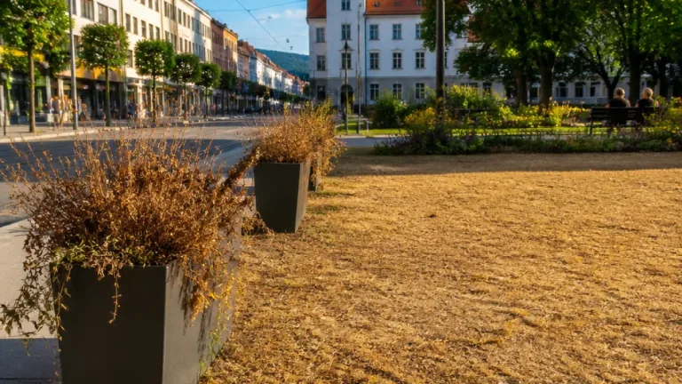SVP kritisiert Bewirtschaftung städtischer Grünräume in Aarau nach Hitzesommer