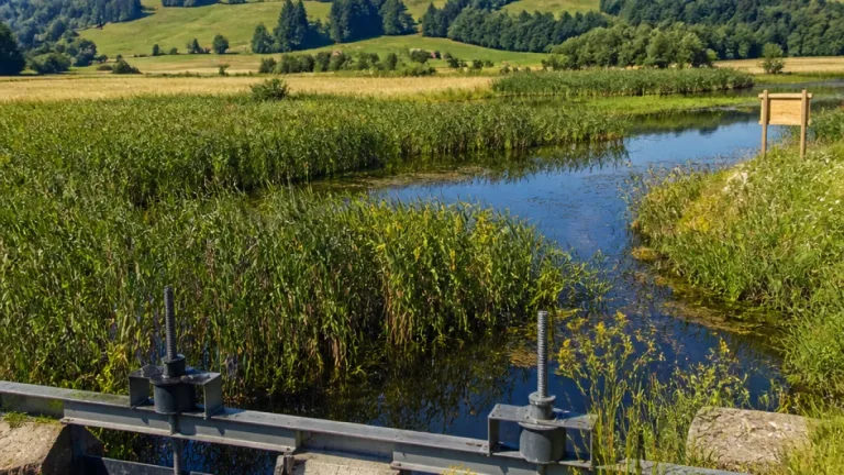 Thurgau gibt Feuchtgebieten Wasser zurück: Gampen als Modellprojekt gegen Trockenstress