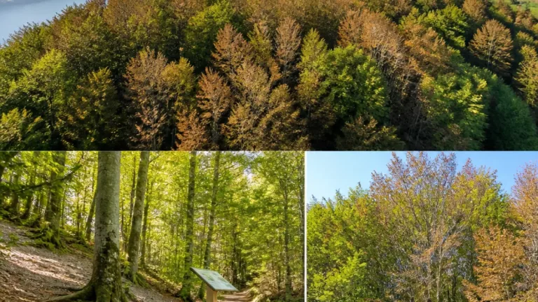 Trockenheit setzt Zuger Wäldern zu – Buchen besonders betroffen