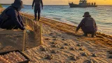 Armada reporta más de 1.300 crías de tortuga protegidas en los cayos del Archipiélago