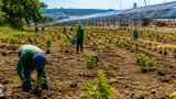 Barrancabermeja impulsa recuperación ambiental en El Tiburón con plan de 600 árboles