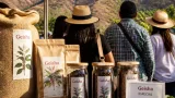 Café Geisha de Ortega se vende en récord: 75 dólares la libra en feria de Chaparral