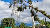 Caída de un árbol ocasionó falla en línea de 115 kV y deja sin energía a cinco municipios del Bajo Putumayo