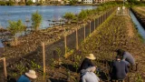 Ciénaga de Mallorquín: cuando el crecimiento urbano busca recuperar el manglar