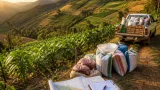 Cundinamarca invierte $1.333 millones para potenciar cultivo de fríjol en 50 municipios