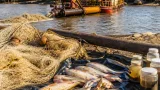 Estudio detecta mercurio hasta 7 veces por encima del límite en peces y personas del río Madeira