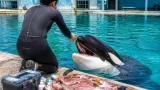 Florencia: la historia de la cuidadora que forjó un vínculo con la orca Kshamenk en Mundo Marino