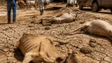Ganadería del Cesar en emergencia por El Niño: más de 3.000 reses muertas y 20.000 desplazadas