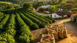 Huila mantiene liderazgo cafetero con 150.135 hectáreas y prioridad en valor agregado